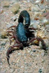 blue scorpion venom